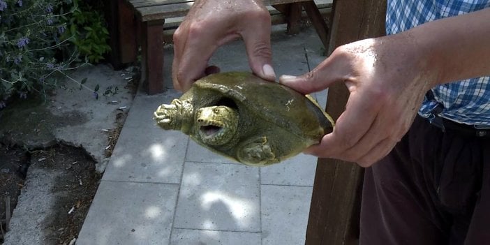 Nesli tükenmek üzereydi Beylikdüzü'nde ortaya çıktı