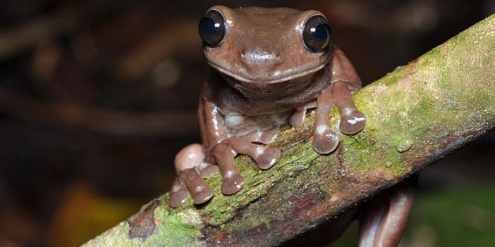 Bilim insanları 'çikolatalı kurbağa' adında yeni bir kurbağa türü keşfetti