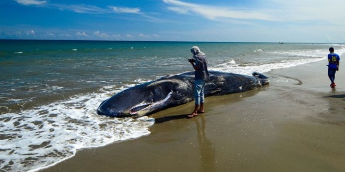 Ölü balinanın karnından 13 milyon TL çıkardılar