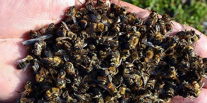 Arı ölümleri arttı büyük tehlike kapımıza dayandı