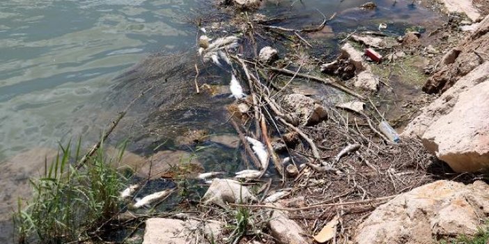 Kızılırmak'taki balık ölümleri inceleniyor