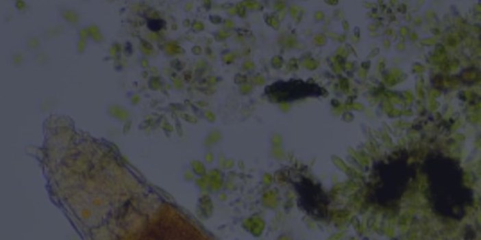 Sibirya'da bulunan mikroskobik canlının 24 bin yıl hayatta kaldığı keşfedildi