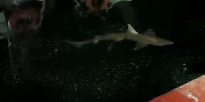 Haliç'te oltasına köpek balığı takıldı