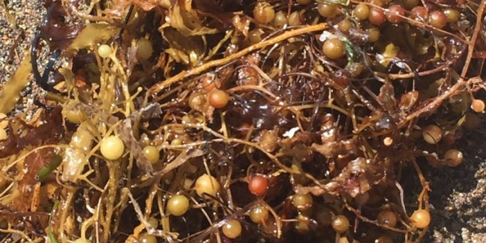 Ege kıyılarında yeni tehdit: Sargassum