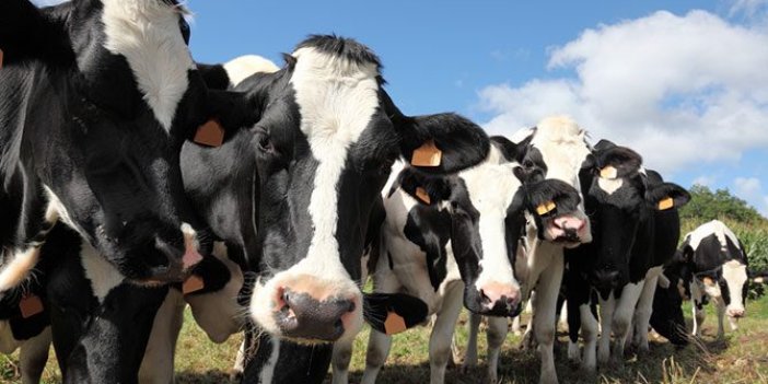 Hollanda’dan getirilen yüzlerce inek telef oldu