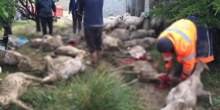 Ankara'da sele kapılan 64 koyun öldü