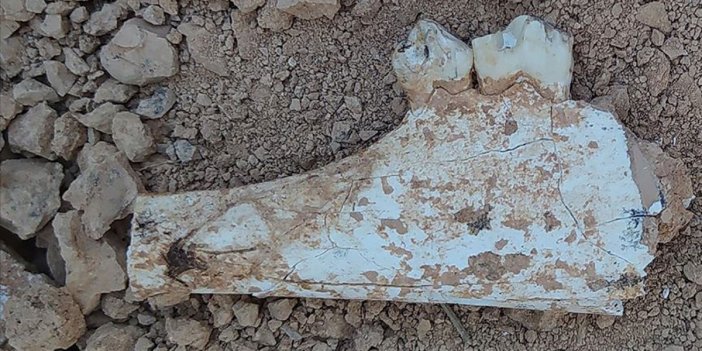 Zürafa’dan uzun gergedan türüne ait fosil bulundu