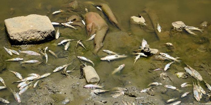 Karasu Nehri'nde balıklar ölü şekilde karaya vurdu