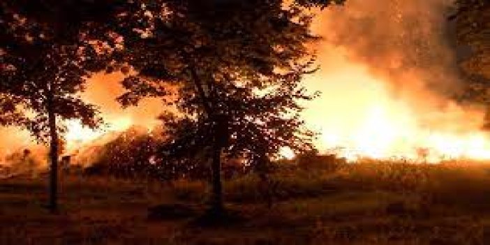 Ataköy'de ağaçlık alanda yangın