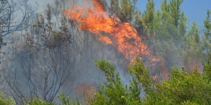 Antalya'da orman yangını. 15 dekar alan yandı
