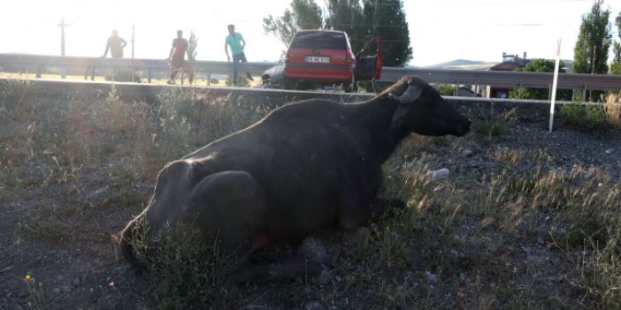 Sivas'ta otomobil mandaya çarptı: 3 yaralı