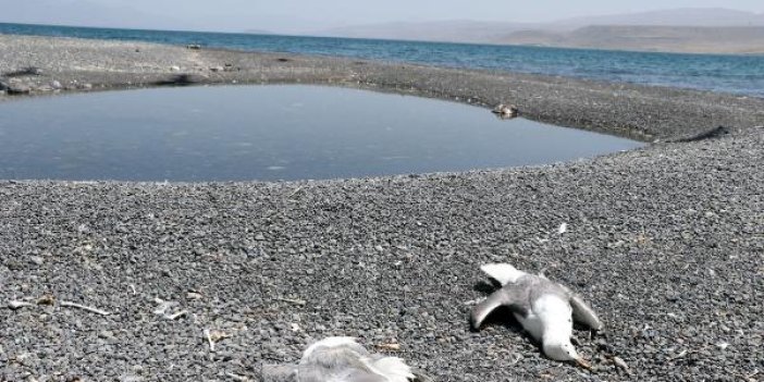 Van Gölü havzasındaki martı ölümlerinin sırrı ortaya çıktı