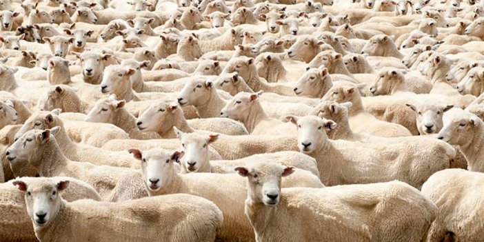 226 koyuna ötenazi yapıldı. Avukat’tan açıklama geldi