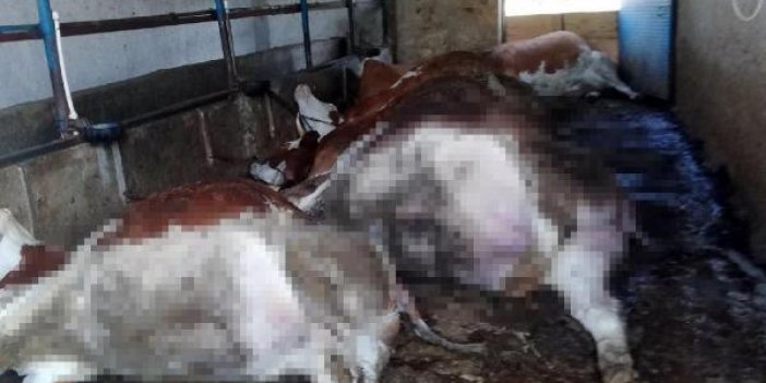 Ahırda elektrik akımına kapılan 6 inek öldü