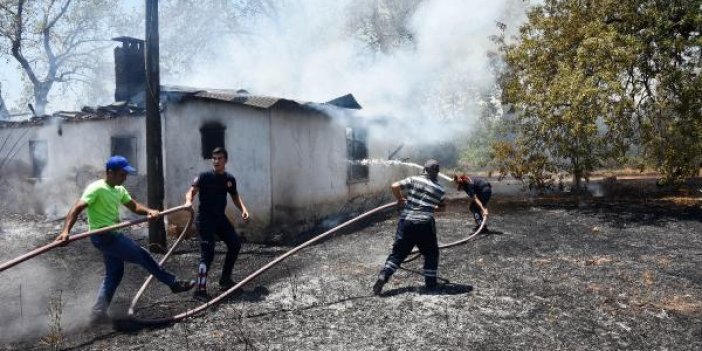 Antalya'da yangın. Zeytin ağaçları zarar gördü