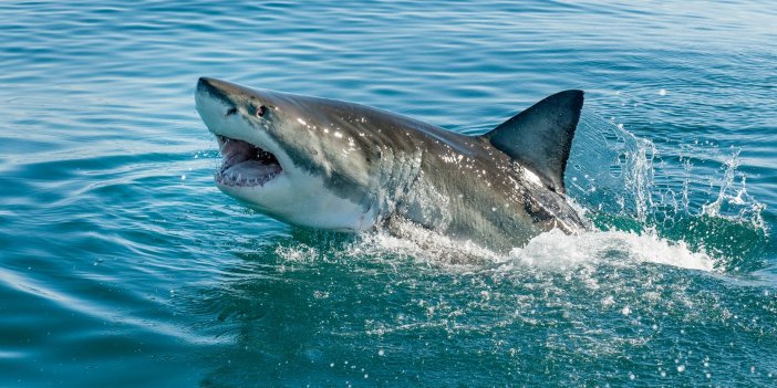 Brezilya'da köpekbalığı adamın organını yedi