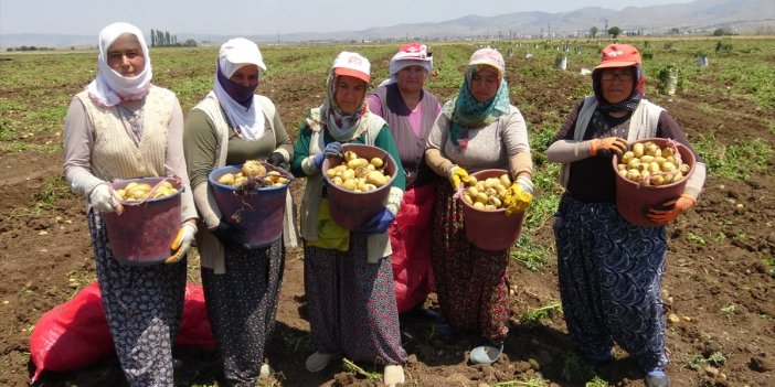 Afyonkarahisar'da yazlık patates hasadı başladı