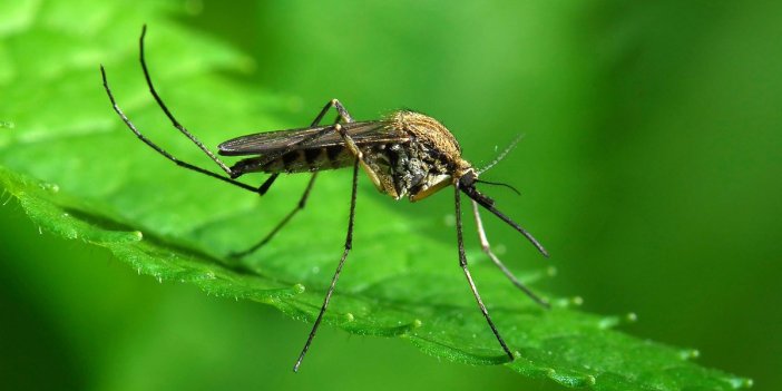 Rusya’da bir kasaba sivrisinek hortumu etkisinde kaldı