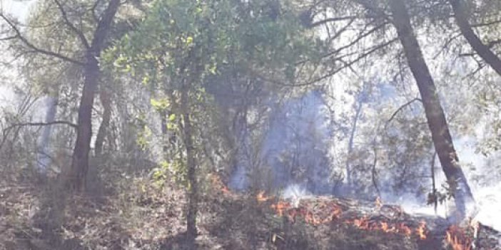 Manisa'da 1 hektar alan yangında zarar gördü