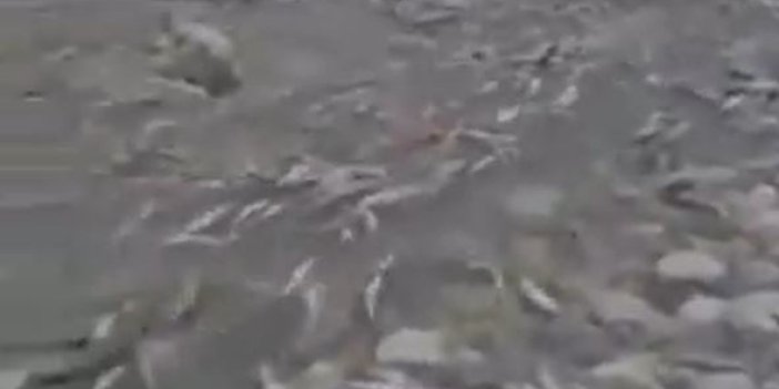 Dehşet veren görüntü. Binlerce balık Kahta çayında böyle ölü aktı