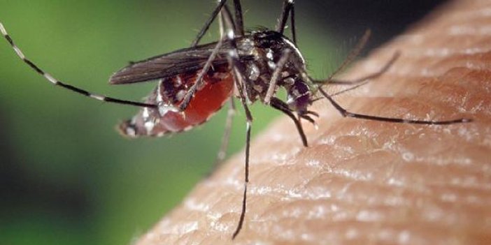 Uzmanından kritik Asya Kaplan Sivrisineği uyarısı. Dikkat ölümcül olabilir
