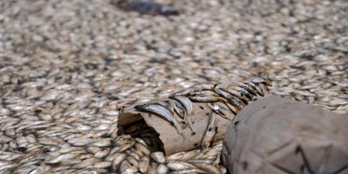 May Barajı'nda sular çekildi binlerce balık öldü