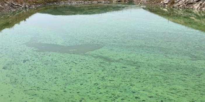 Sazlıdere Barajı'nın yeşile dönen rengi tedirgin etti
