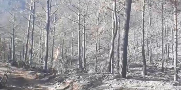 Orman yangınlarının ardından ölümün görüntüsü kaydedildi