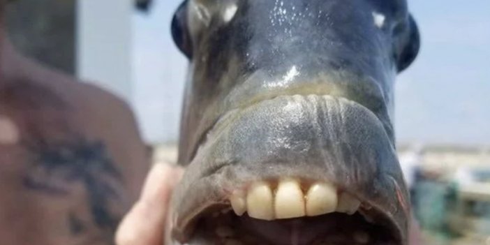 Kuzey Carolina’da 'insan dişli' balık yakalandı