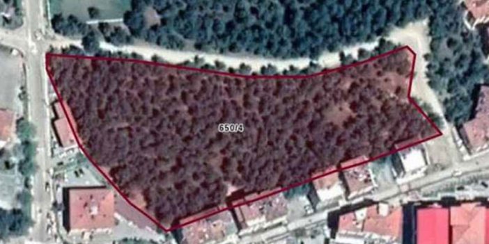 AKP'li belediye 13 dönümlük ormanlık alanı imara açtı