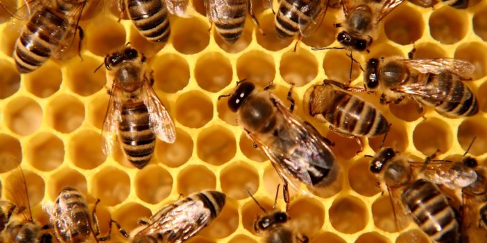 Bal arılarının intikamı acı olacak