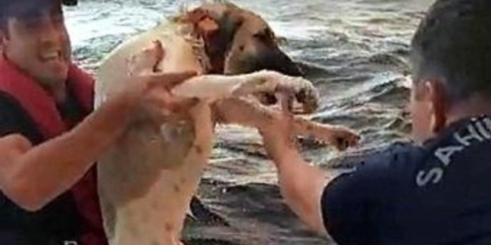 Yangından kaçtığı denizde mahsur kalan köpek kurtarıldı