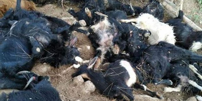 Mersin'e yıldırım düştü, 30 hayvan öldü
