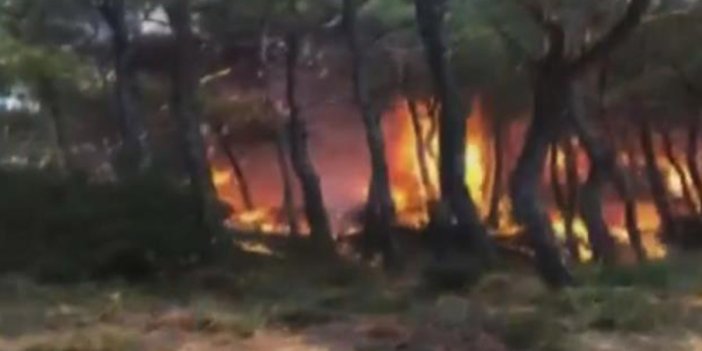 Heybeliada'da ormanlık alanda yangın