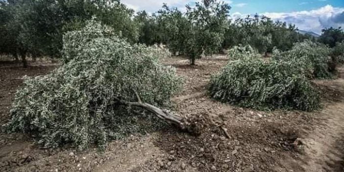 1 tonu 500 dolar olan mermer için binlerce zeytin ağacı katlediliyor