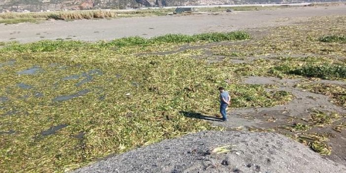 Hatay'da su sümbülleri, Samandağ sahiline yayıldı