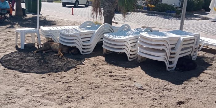 Bodrum'da halk plajına 100 lira isteniyor