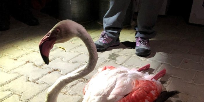 Uzun uçuştan yorgun düşen flamingo tedavi altına alındı