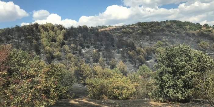 Manisa'daki orman yangını kontrol altında