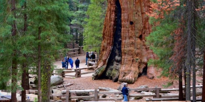 California’da 2 bin 500 yıllık ağaç yanmak üzere