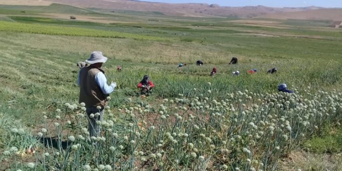 Alaca İlçe Tarım ve Orman Müdürlüğü hizmet binası doğalgaz dönüşüm işi yaptıracaktır