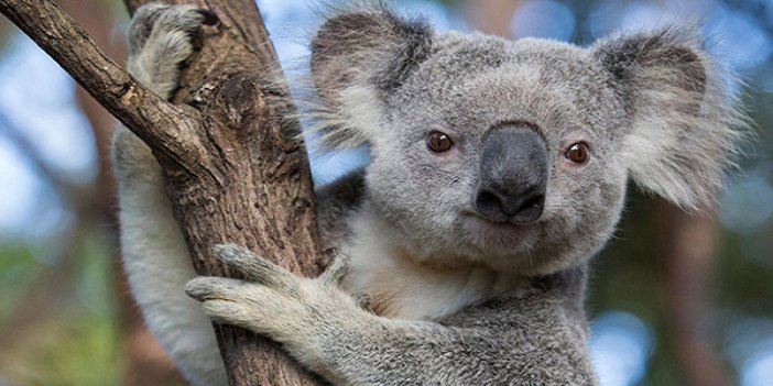 Avustralya’da koala popülasyonunun üçte biri yok oldu