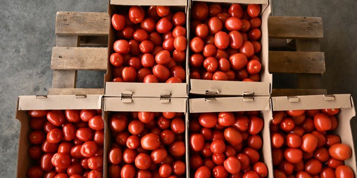 Türkiye'den alınan domateslerde virüs görüldü
