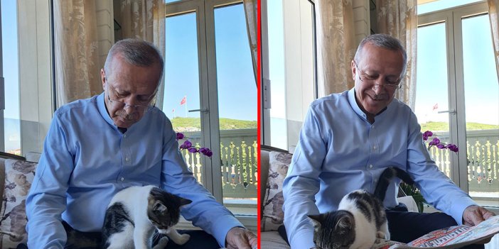 Erdoğan, torununun kedisiyle fotoğrafını paylaştı