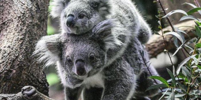 Koala nüfusu tehlikede