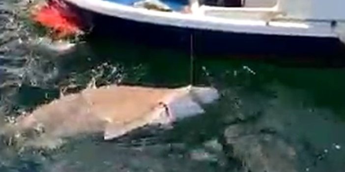 Çanakkale Boğazı'nda 2,5 metre boyunda köpek balığı yakaladı