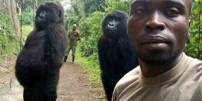 Viral fotoğrafıyla dünyanın tanıdığı goril 14 yaşında hayata veda etti
