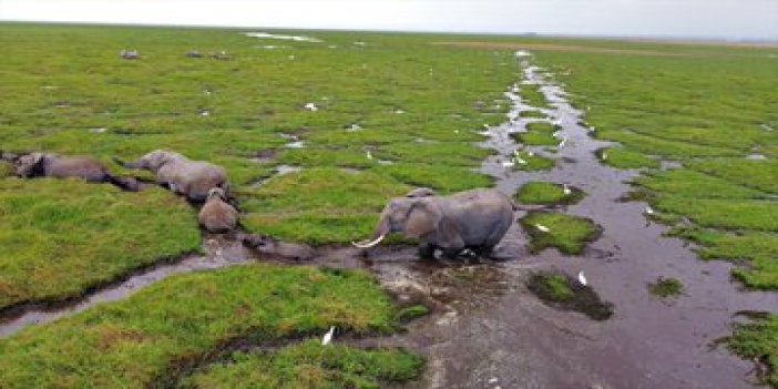 Kenya'da bebek fil sayısında patlama