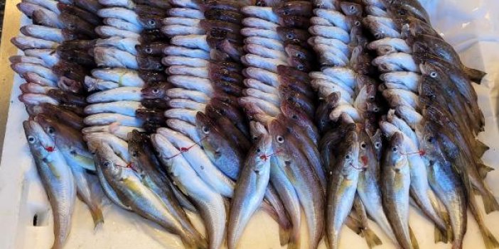 Balıkçı isyan etti: Devlet el atsın. 4 liralık balık tezgahta 40 lira