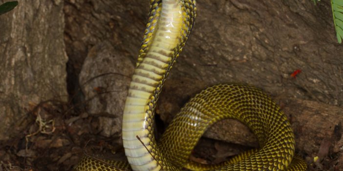 Eşini uykusundayken üzerine kobra yılanı salarak öldürdü